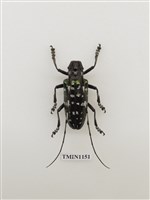 藏品(麗艷大星斑天牛)的圖片